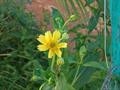 Niger seed